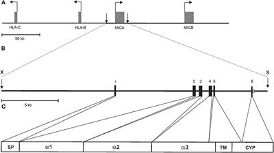 MICAgen Mice Recapitulate the Highly Restricted but Activation-Inducible Expression of the Paradigmatic Human NKG2D Ligand MICA
